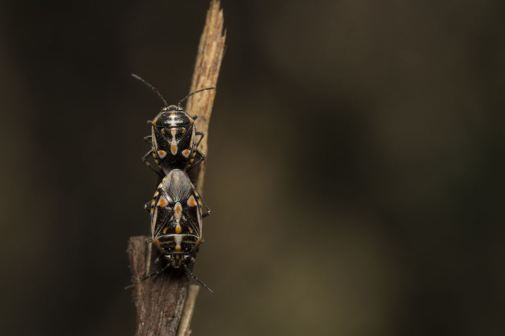 Mating for next generation