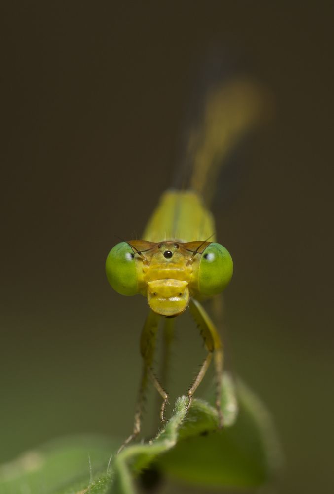 Cute damselfly