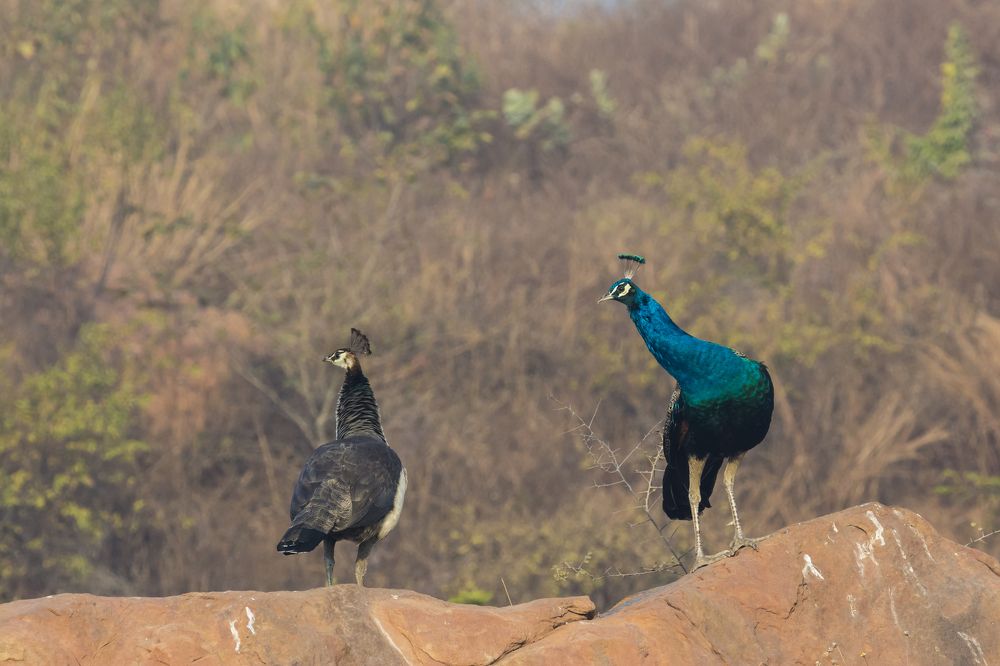 Hey, please forgive me!