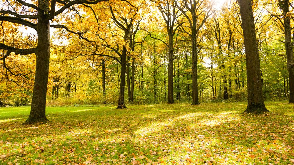 Autumn nature of Russia