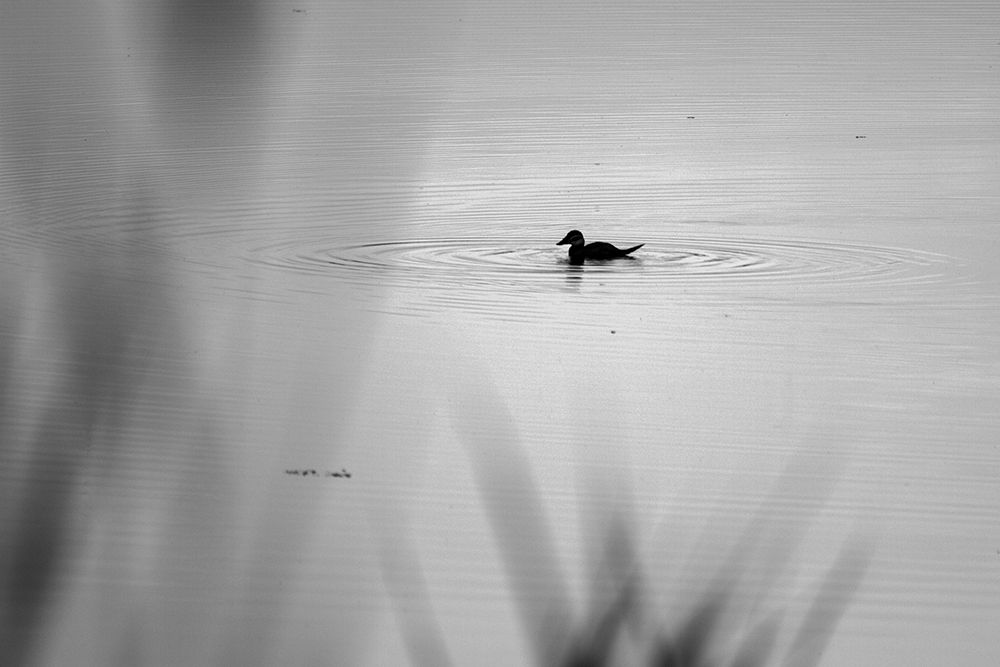 Вечерний променад