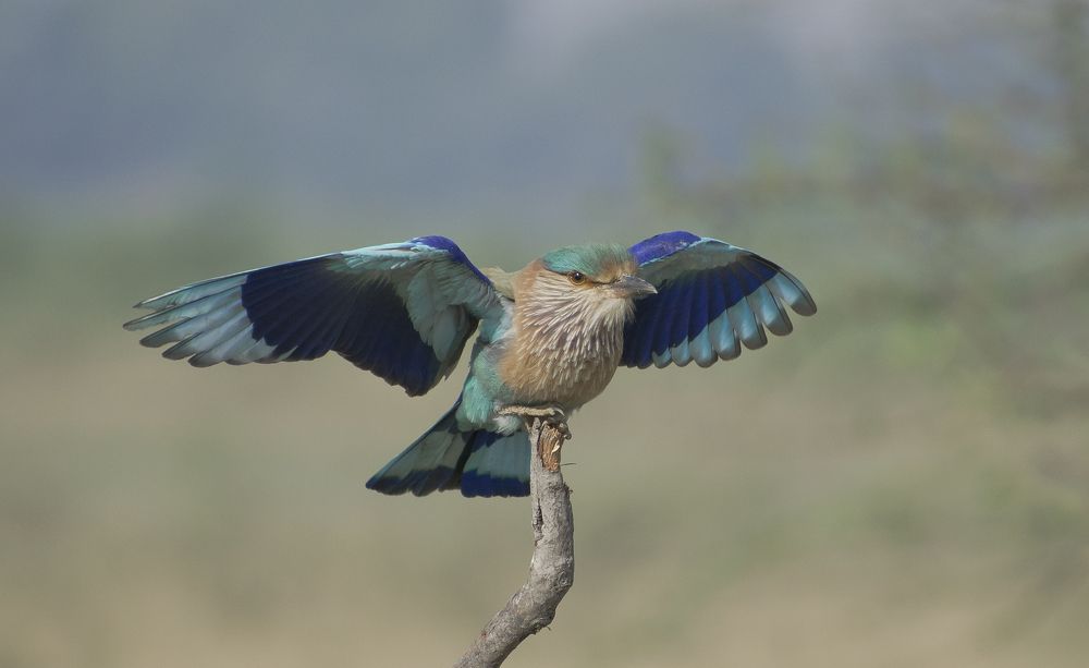 Let your wings spread and dreams fly