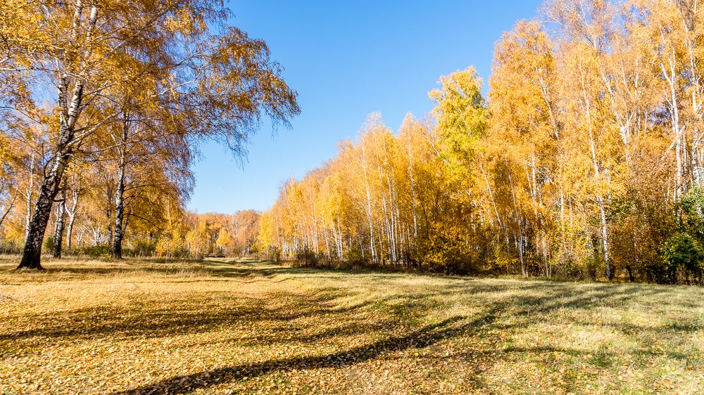 Осень золотая.