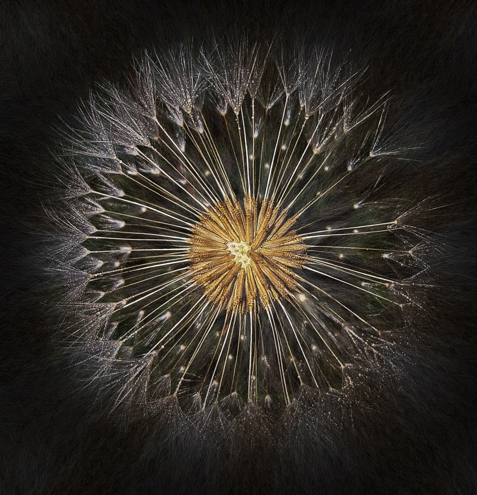 Magic autumn dandelion