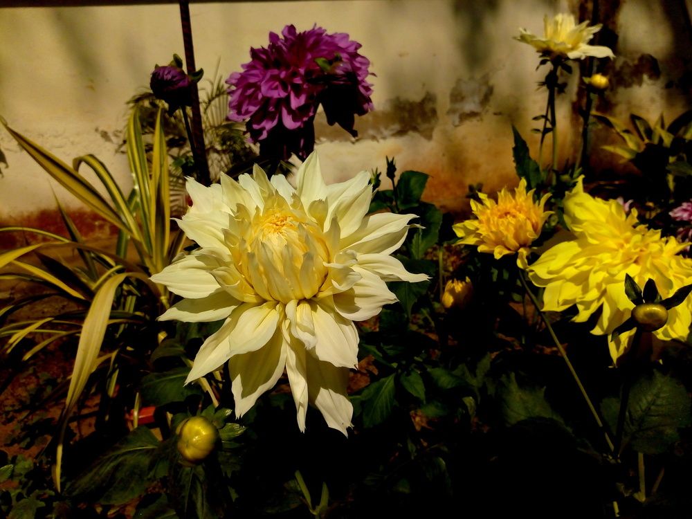 Dahlia