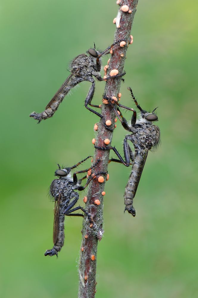 Грибное место.