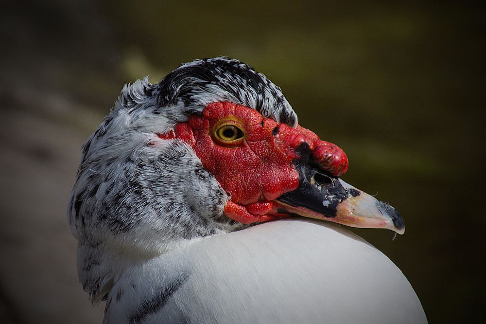 Moschata cairina Portrait