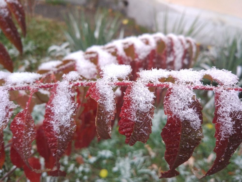 Зима и осень встретились