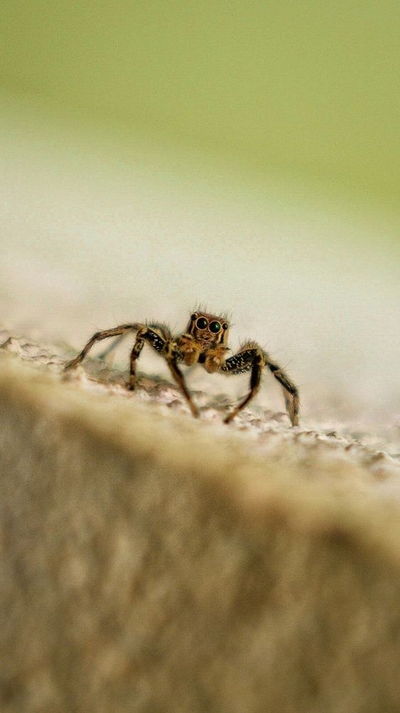 A small spider..