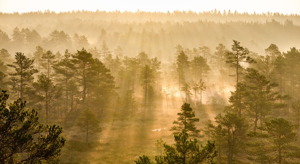 Photograph by Raigo Tõnisalu