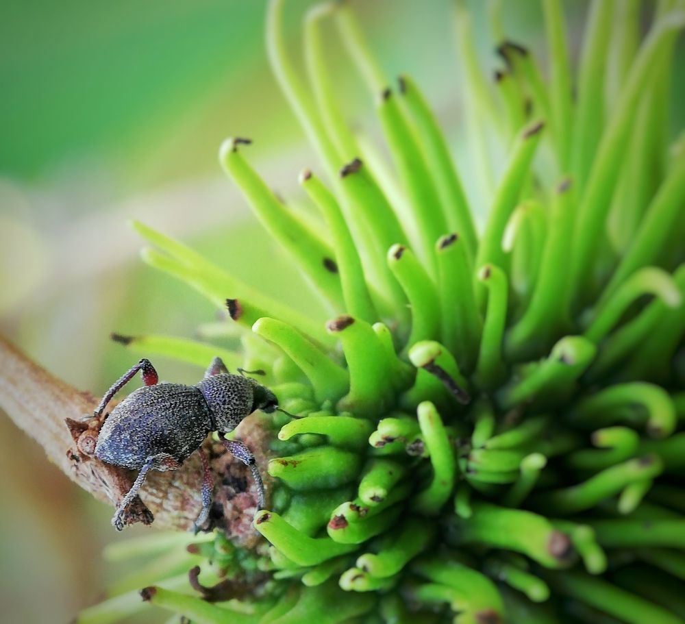 Weevil and a Rambutan