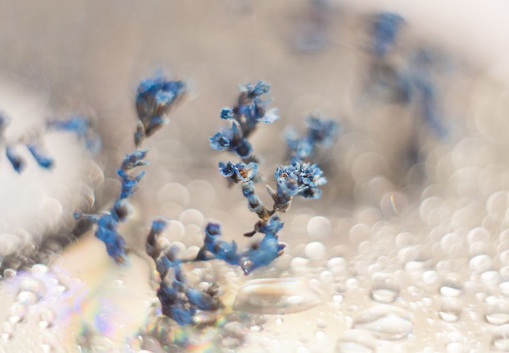 Синие малютки