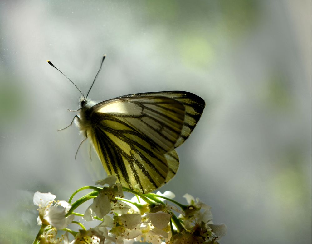 Бабочка на ветке черёмухи