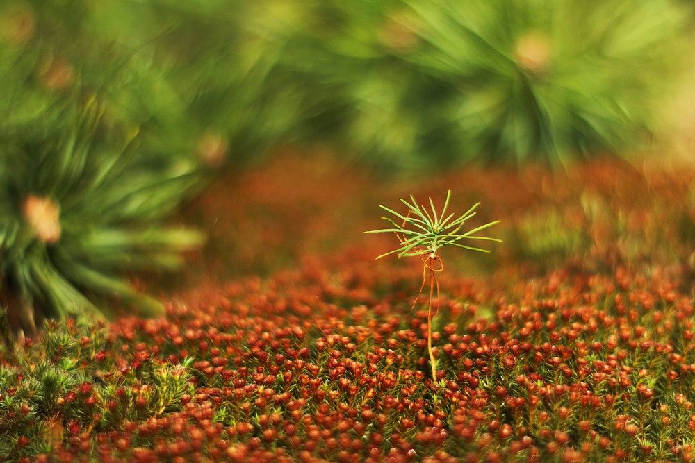 Photograph by Елена