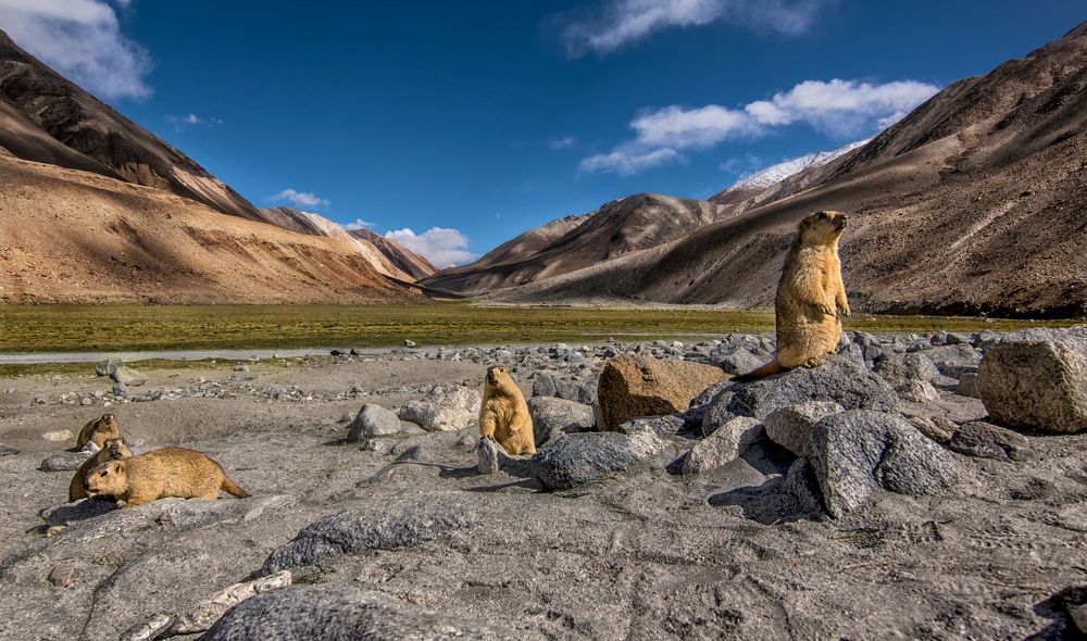 Himalayan Marmot in their Own Teritory