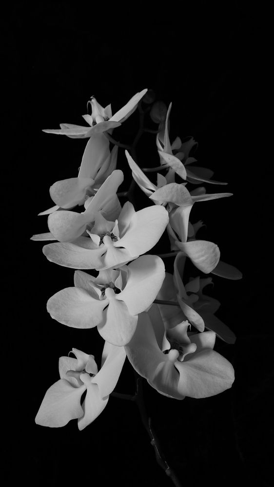 Полёт белой орхидеи