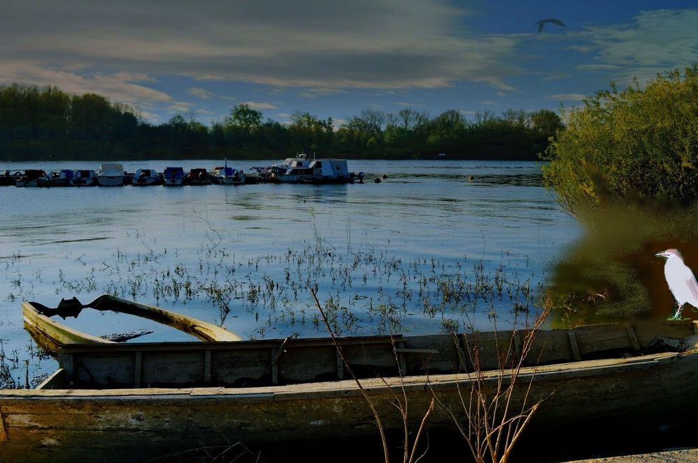 Staged photo of nature  birds on Danube