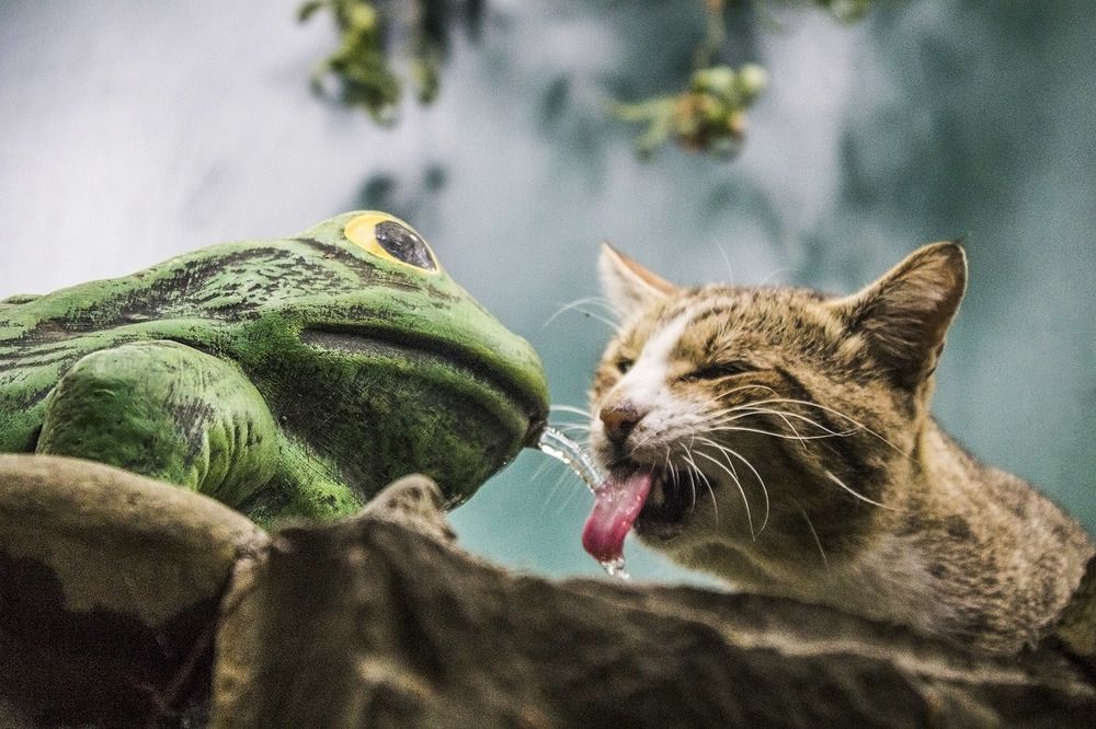 Предприимчивый кот