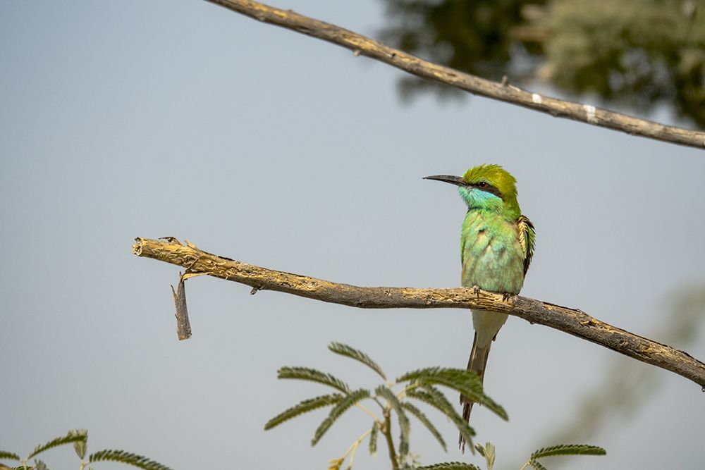 Green bee-eater