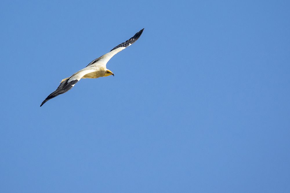 Egyptian Vulture