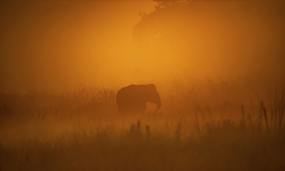 One from the dreamland