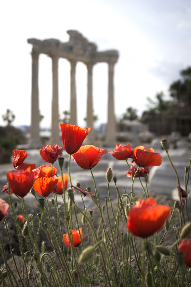 Пламя маков