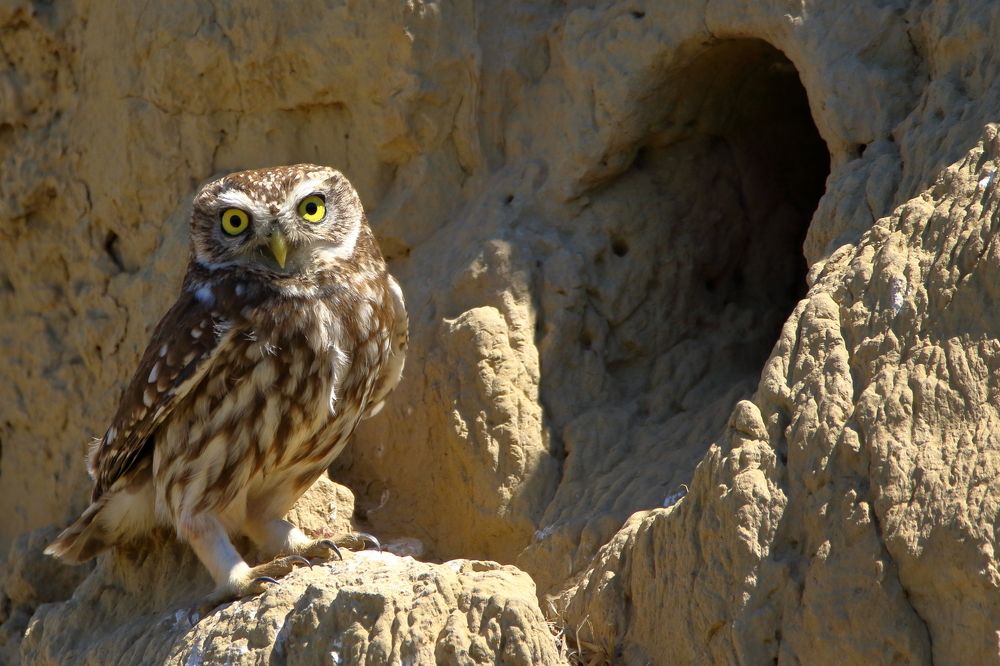 In front of the house