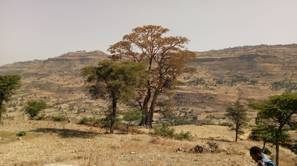 Qilxuu dheeraa(the large oak tree)
