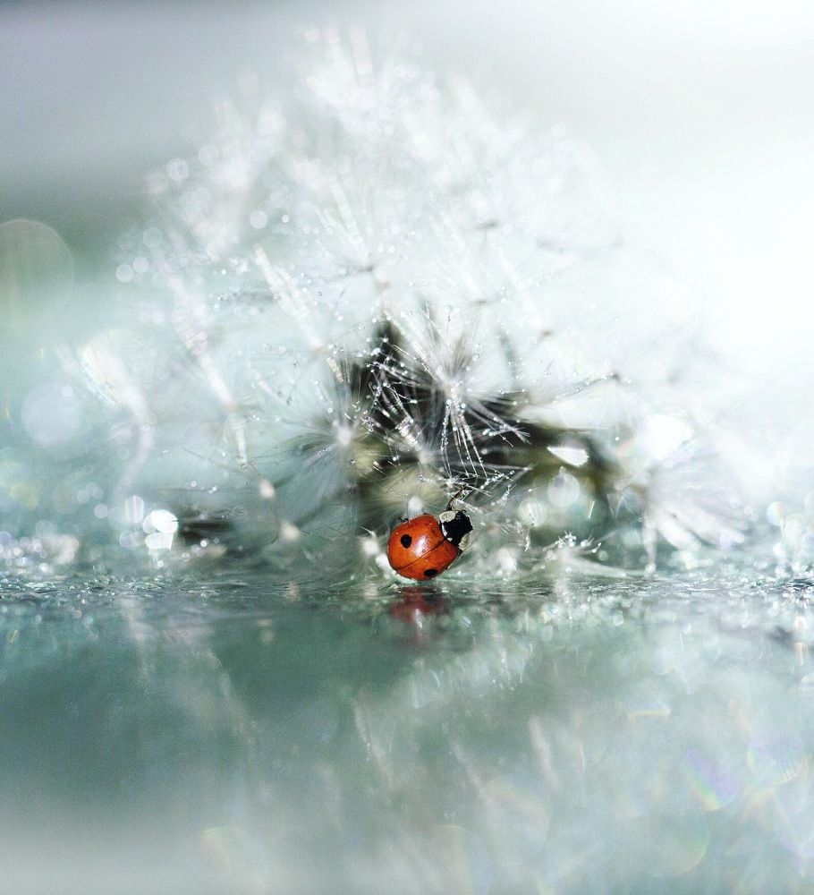 Photograph by Ксения Максименко