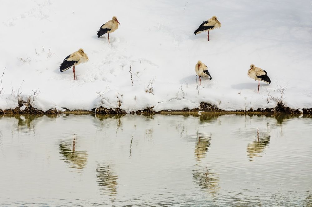 Winter's Reflections