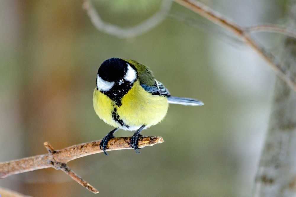 Рыльче в снежку))