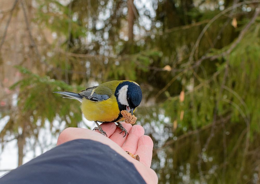 С ладошки вкуснее!