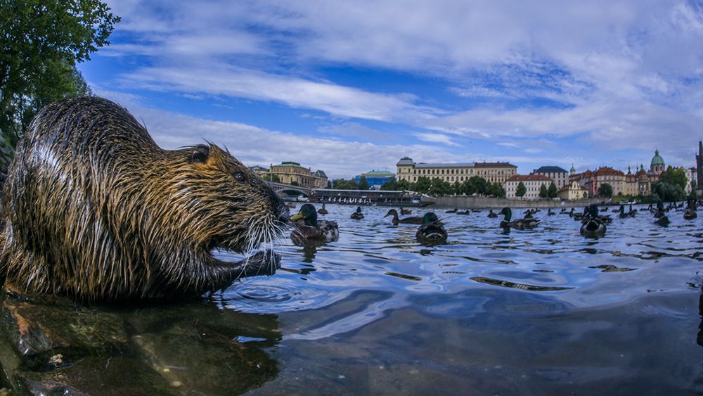 Prague nutria