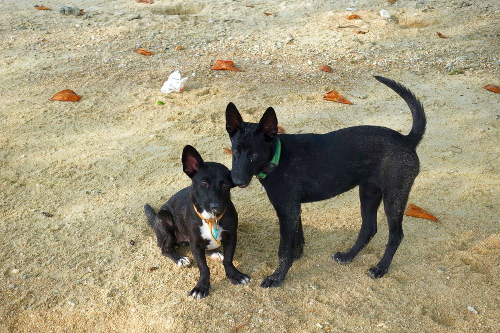 Друг мой, у тебя такое сладкое ухо - My friend, your ear is so sweet