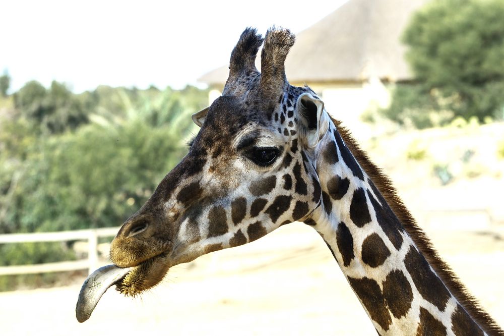 "Вот вам!" :-)