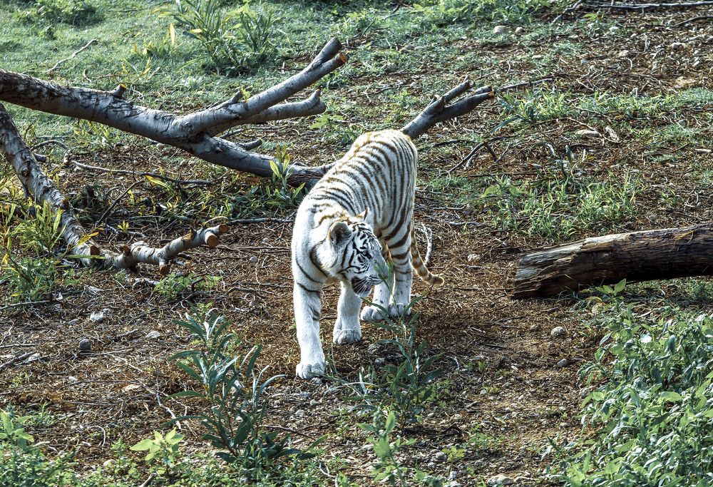 Альбинос на прогулке