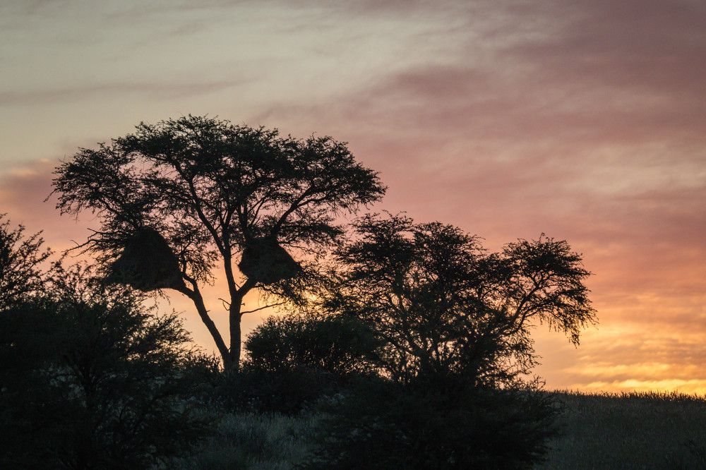 At day end in the Kgalagadi
