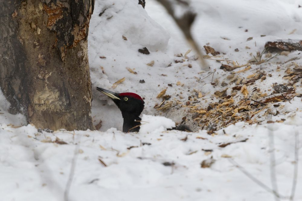 Желна или Черный дятел