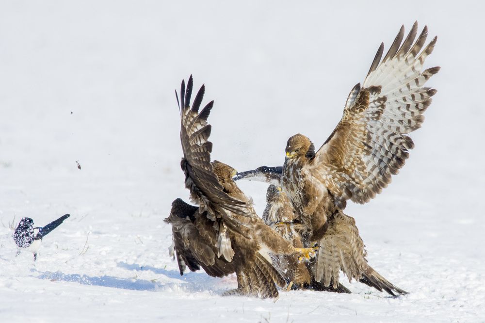 two big birds fight in winter scene