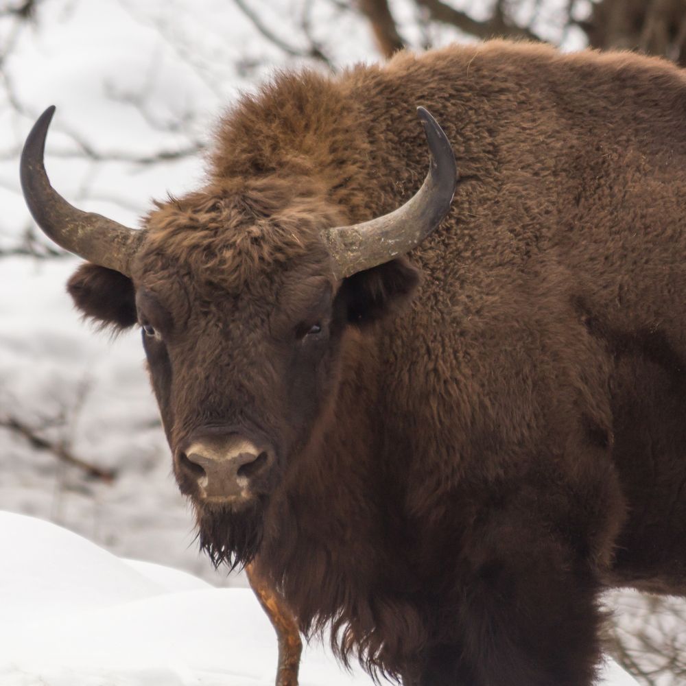 European Bison