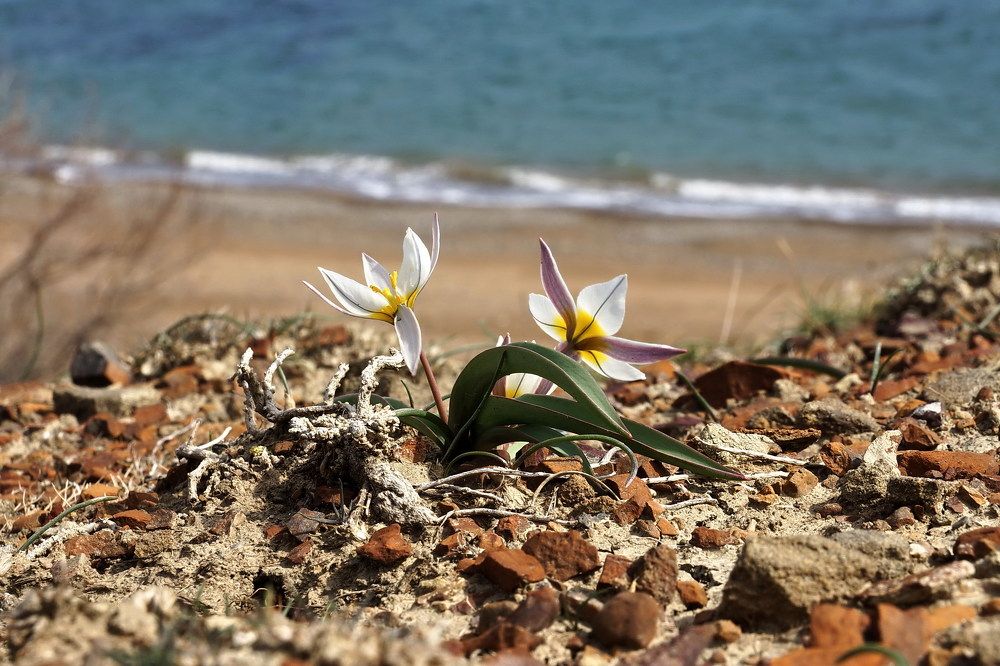 Двухцветковые тюльпаны