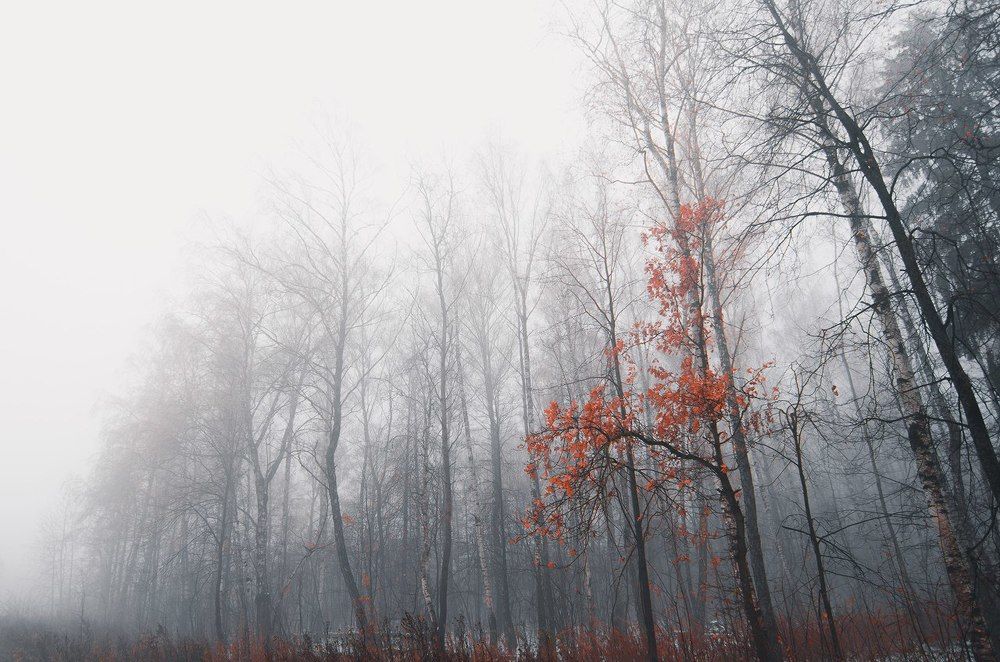 Затерявшаяся осень