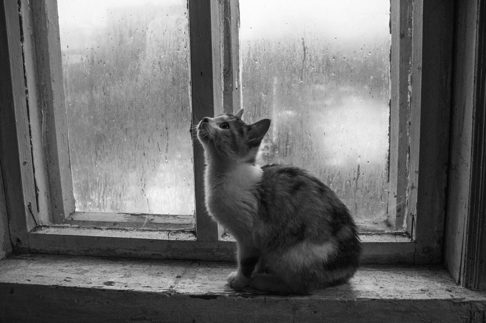Кошка на окошке