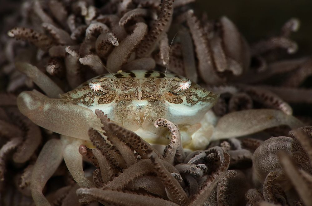 Xenia swimming crab (Caphyra loevis )