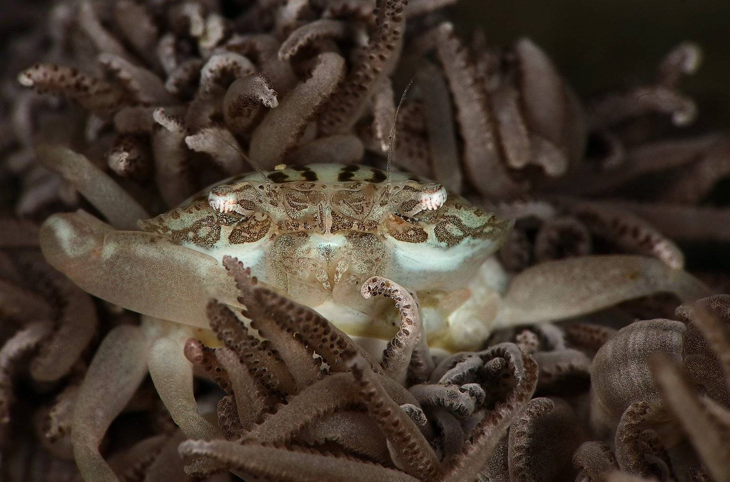 Xenia swimming crab (Caphyra loevis ) Xenia swimming crab (Caphyra loevis )
