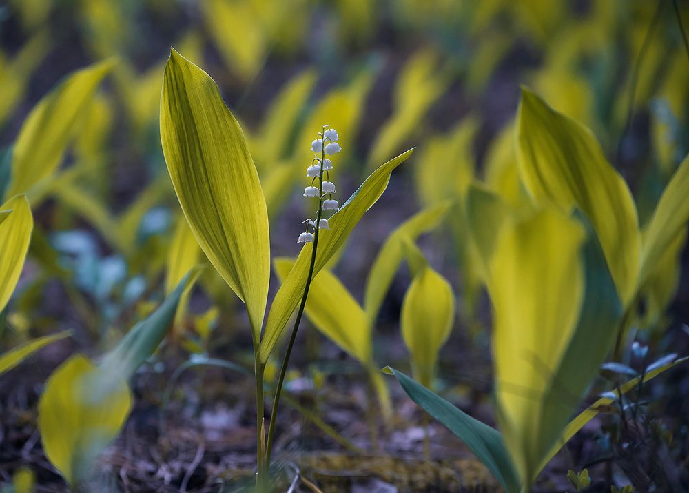 Лебединое озеро