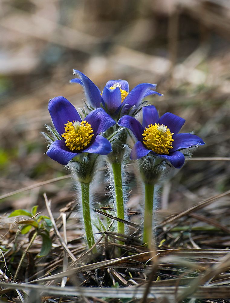 Трое смелых