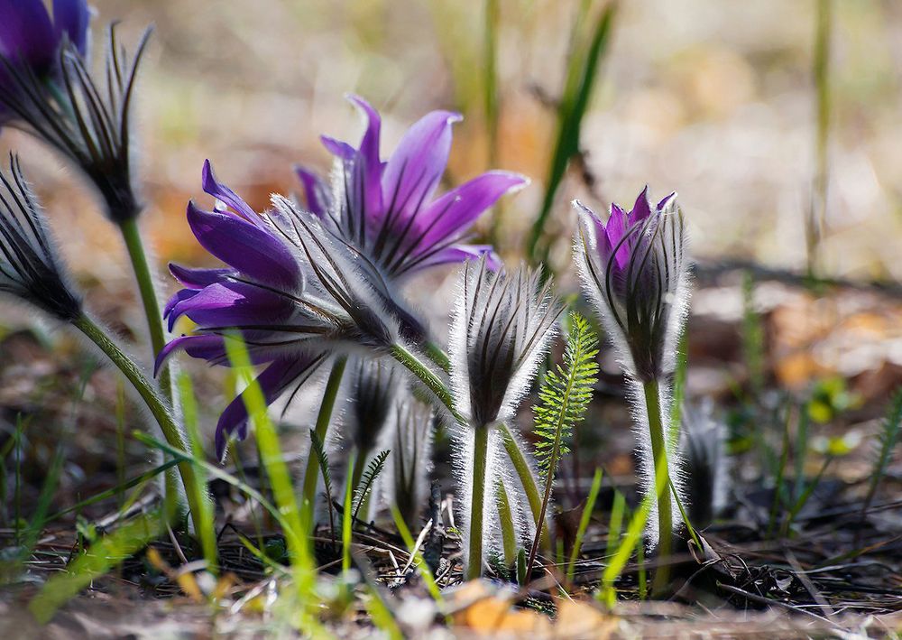 Мохнатики в контровом свете