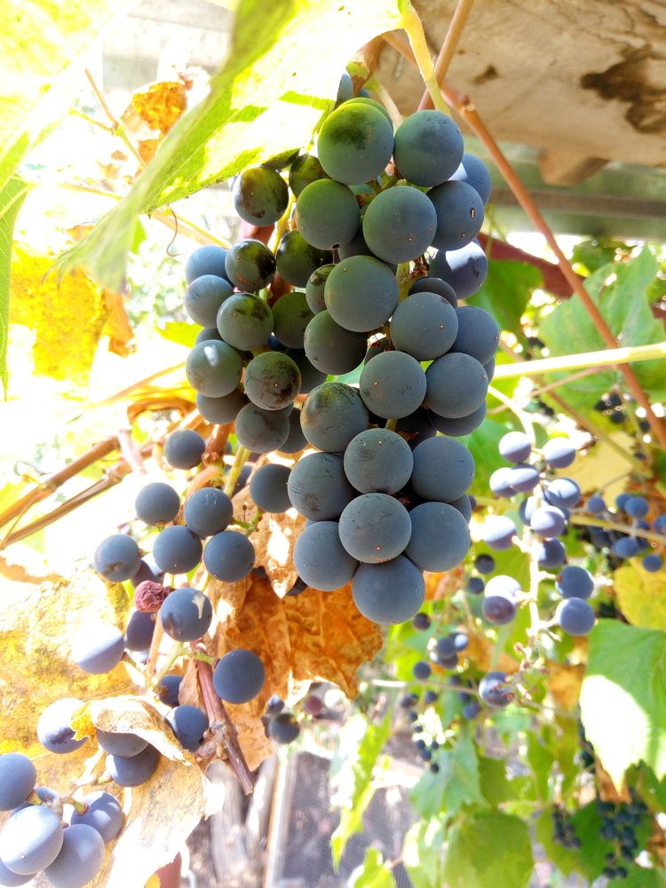 Grapes