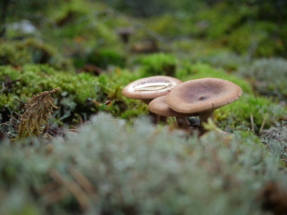 Рождение лиственницы